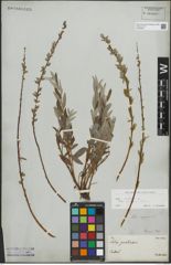 Foto von Salix repens subsp. rosmarinifolia (L.) Andersson